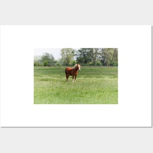 Lonely sorrel horse on green pasture Posters and Art